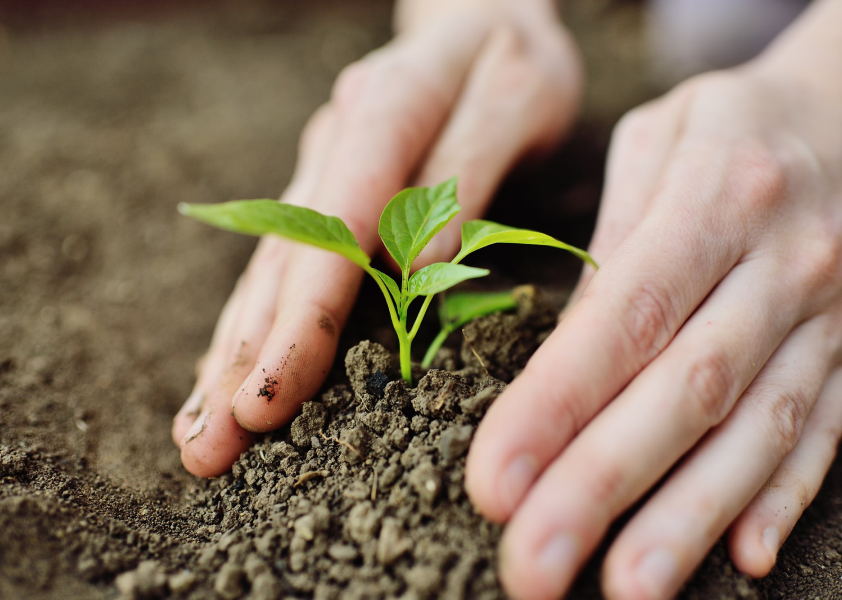 Person planting a seedling